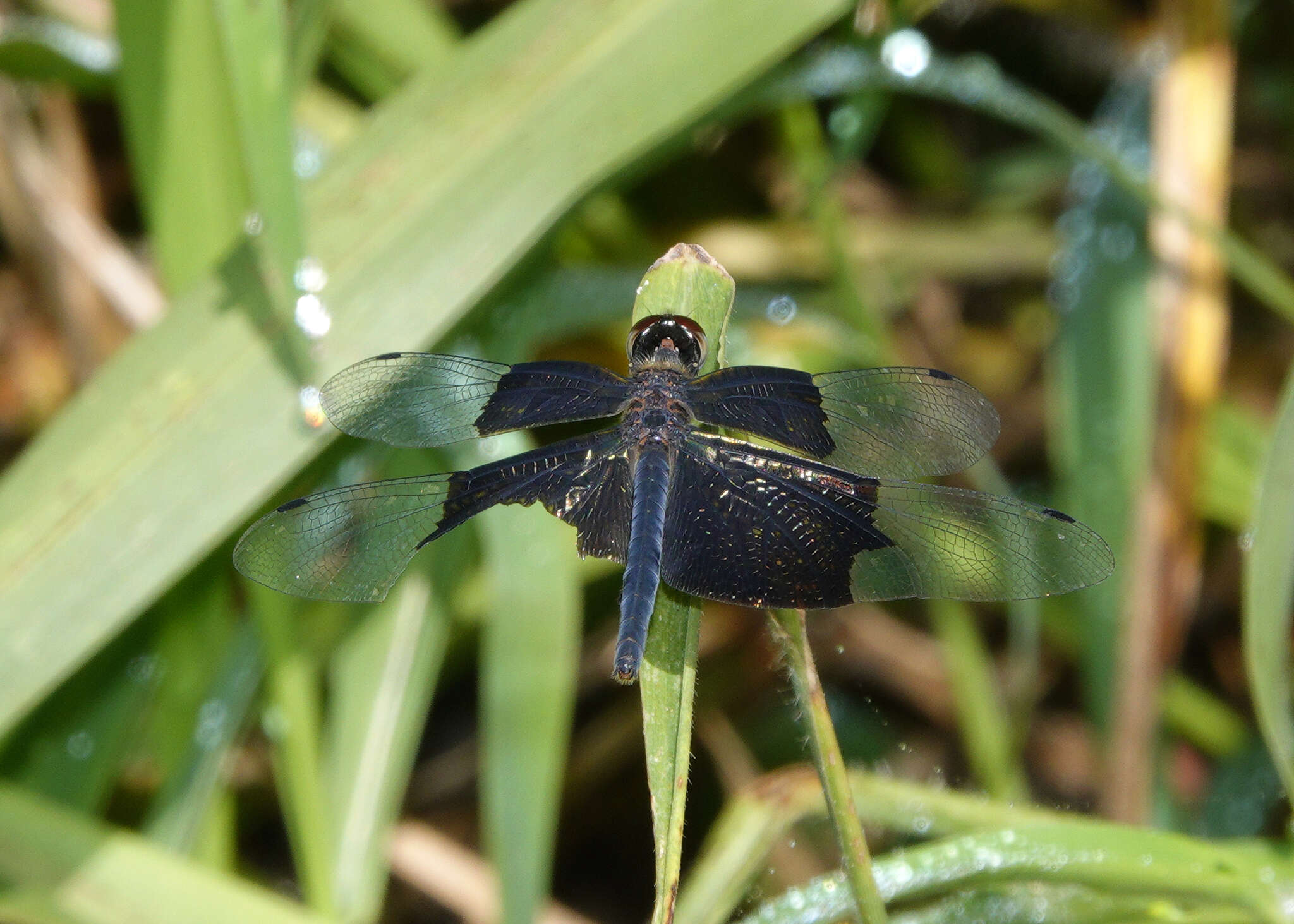 Image of Rhyothemis braganza Karsch 1890