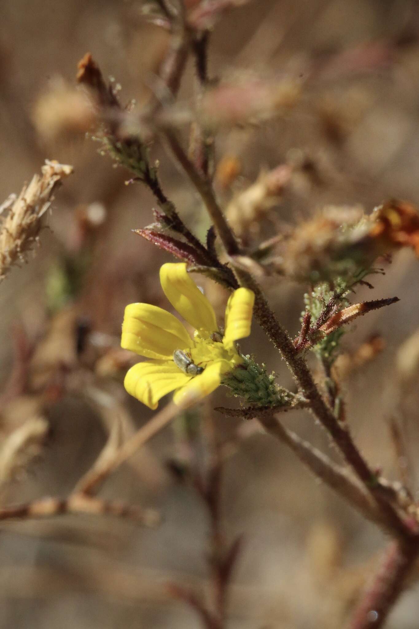 Plancia ëd Benitoa occidentalis (H. M. Hall) Keck