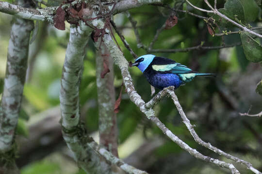 Stilpnia cyanicollis (d'Orbigny & Lafresnaye 1837) resmi