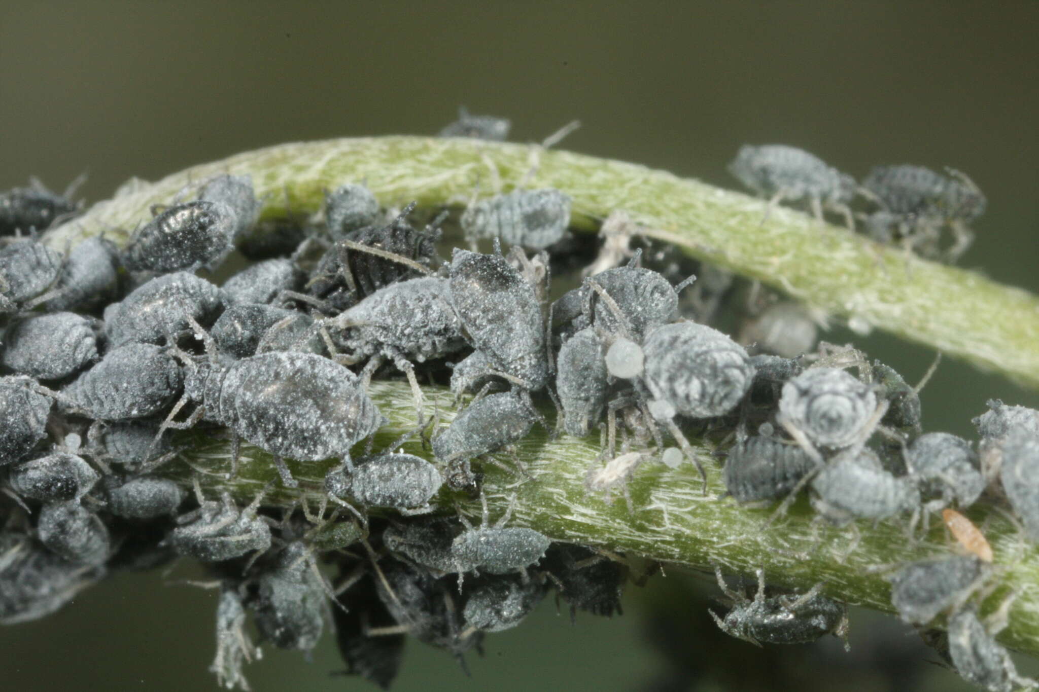 Image of Aphid