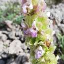 Sivun Salvia absconditiflora Greuter & Burdet kuva