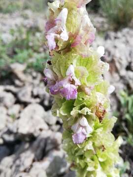 Imagem de Salvia absconditiflora Greuter & Burdet