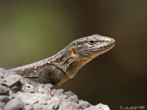 Image of Gran Canaria Giant Lizard