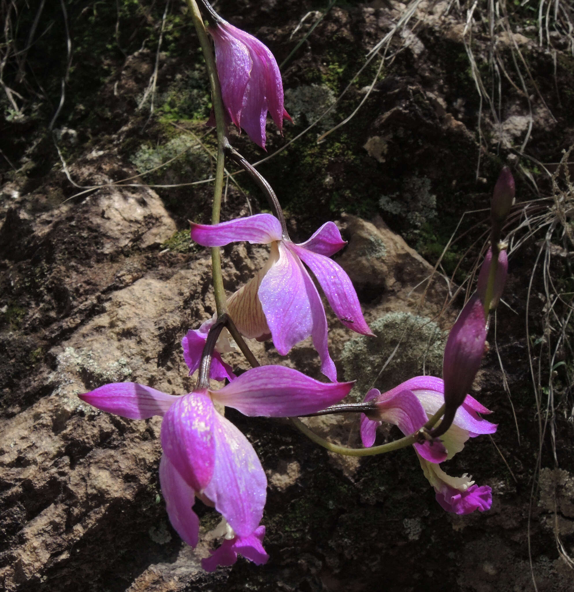 Image of Bletia amabilis C. Schweinf.