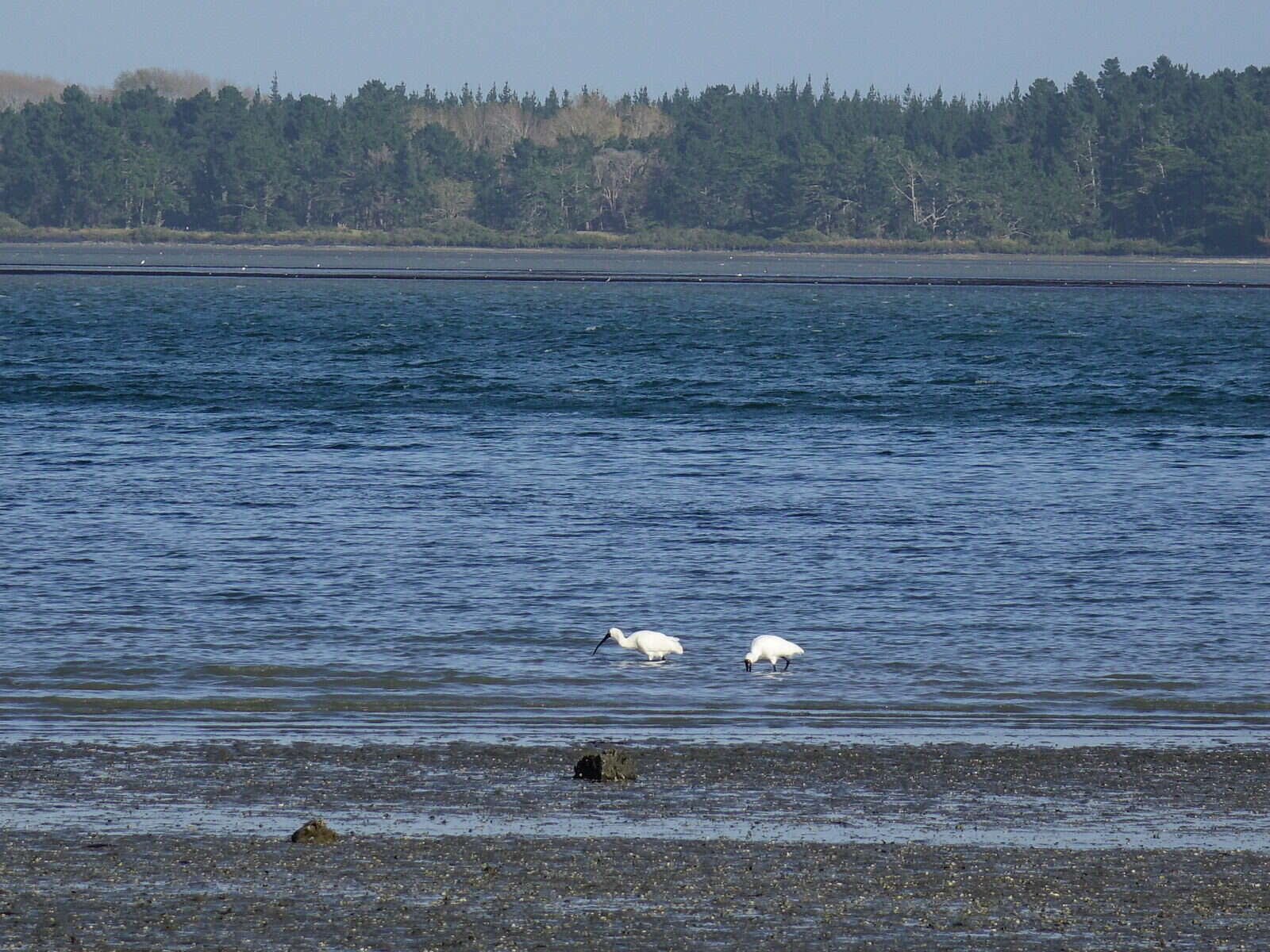 Image of Royal Spoonbill