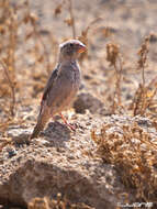 Image of Trumpeter Finch