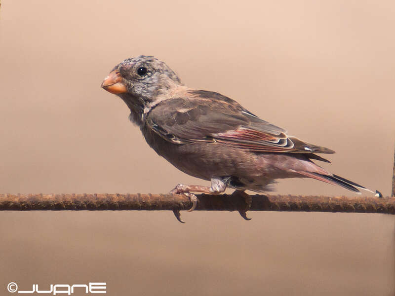 Image of Trumpeter Finch