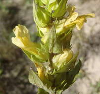 Image of Yellow Paintflower