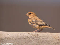 Image of Trumpeter Finch