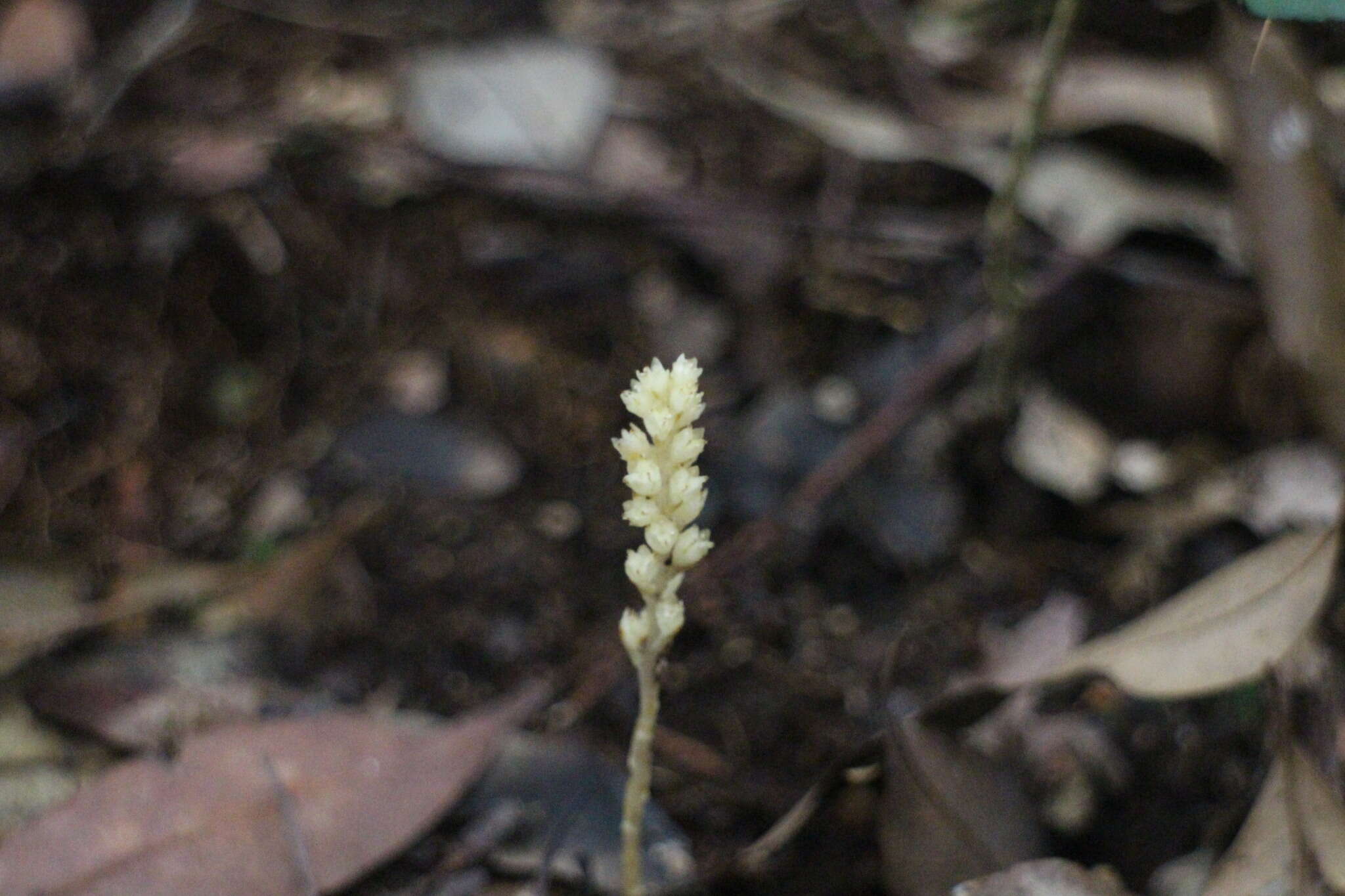 Image of Petrosavia sakuraii (Makino) J. J. Sm. ex Steenis