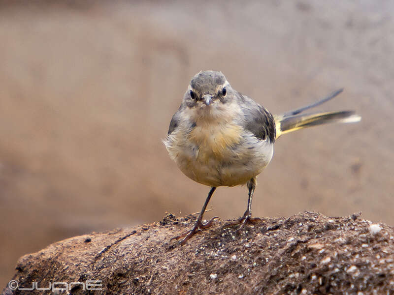 Image of Grey Wagtail