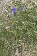 صورة Gentiana decumbens L. fil.