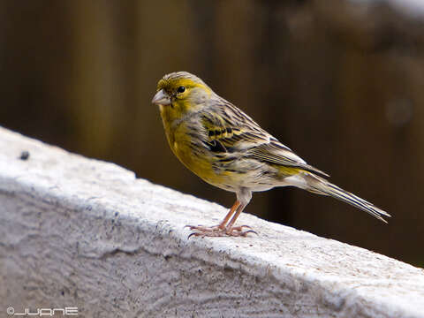 Image of Atlantic Canary