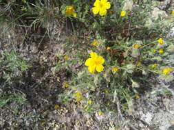 Plancia ëd Helianthemum hirtum (L.) Miller