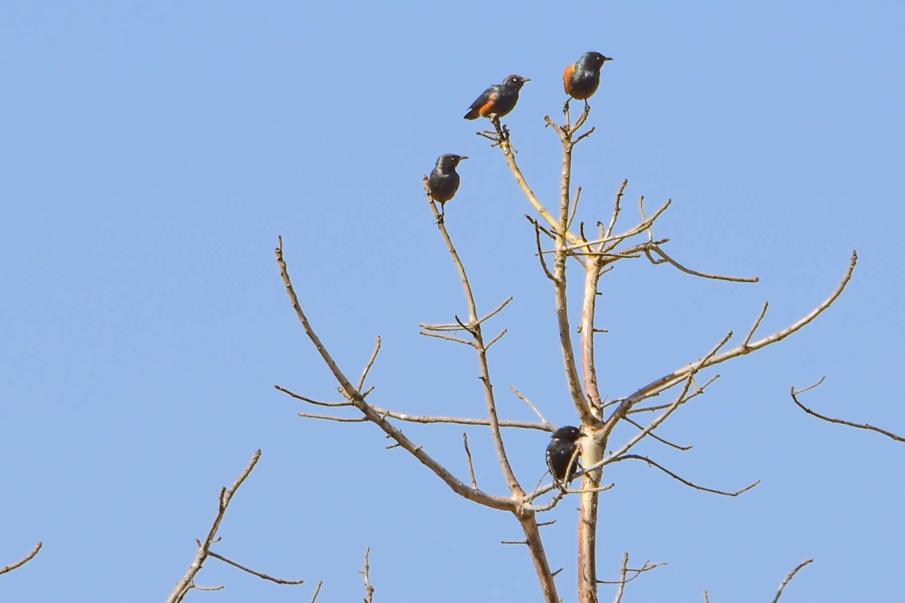 Imagem de Lamprotornis pulcher (Müller & Pls 1776)