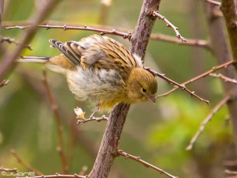 Image of Atlantic Canary