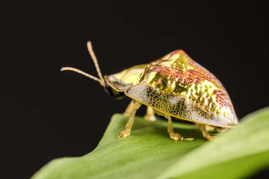 Image of Coptocycla (Psalidonota) leprosa (Boheman 1855)