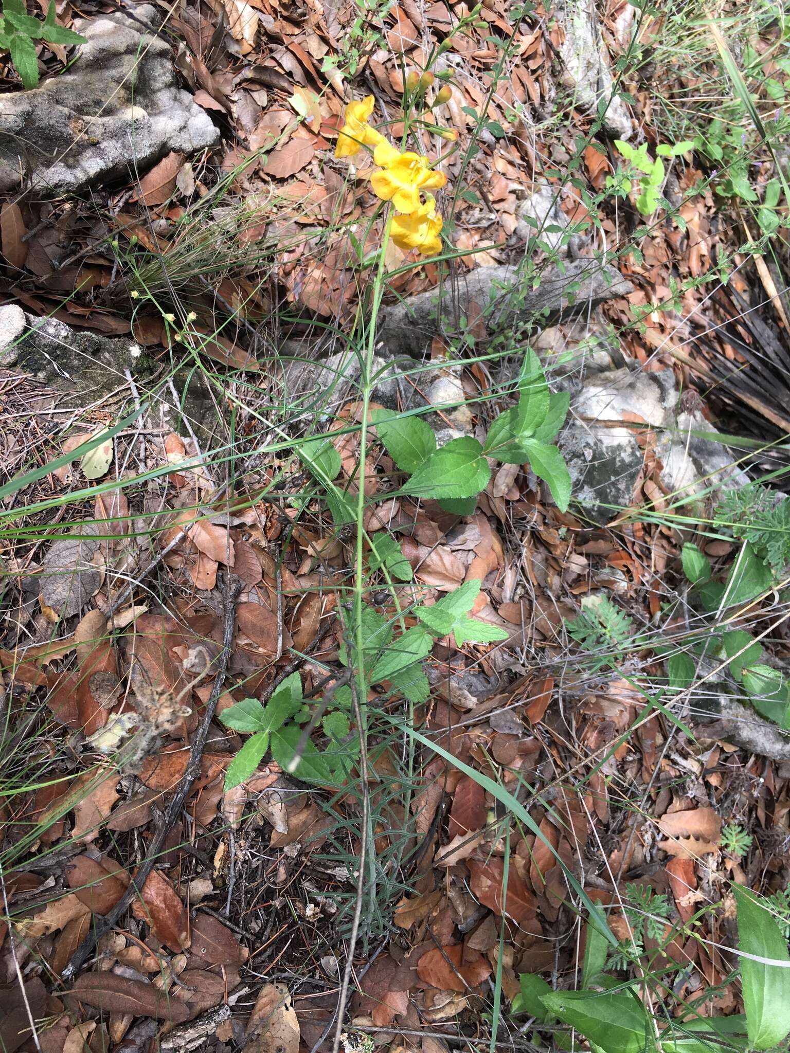 Image of Arizona desert foxglove