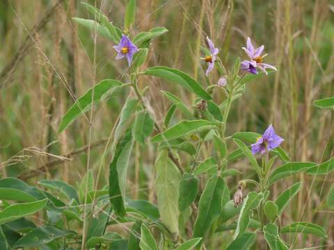 Image de Solanum campylacanthum Hochst. ex A. Rich.