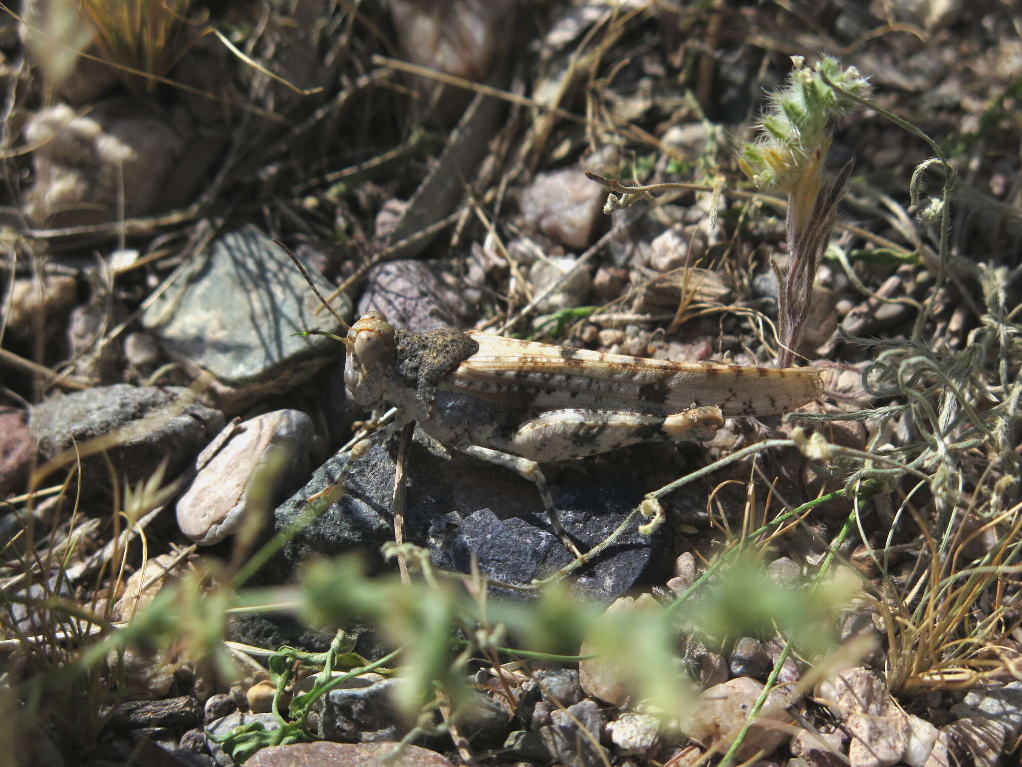 Image of Cream Grasshopper