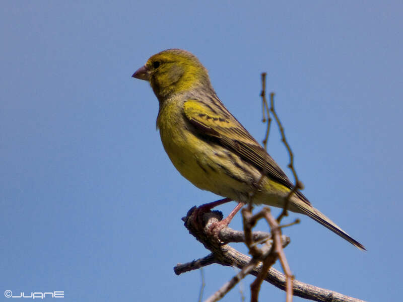 Image of Atlantic Canary