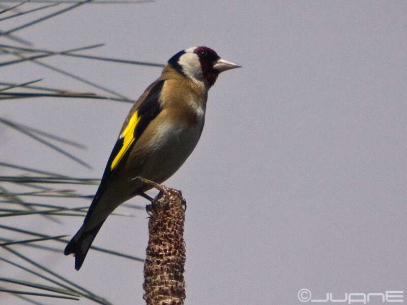 Image of European Goldfinch