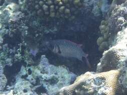 Image of Australian Squirrel-fish