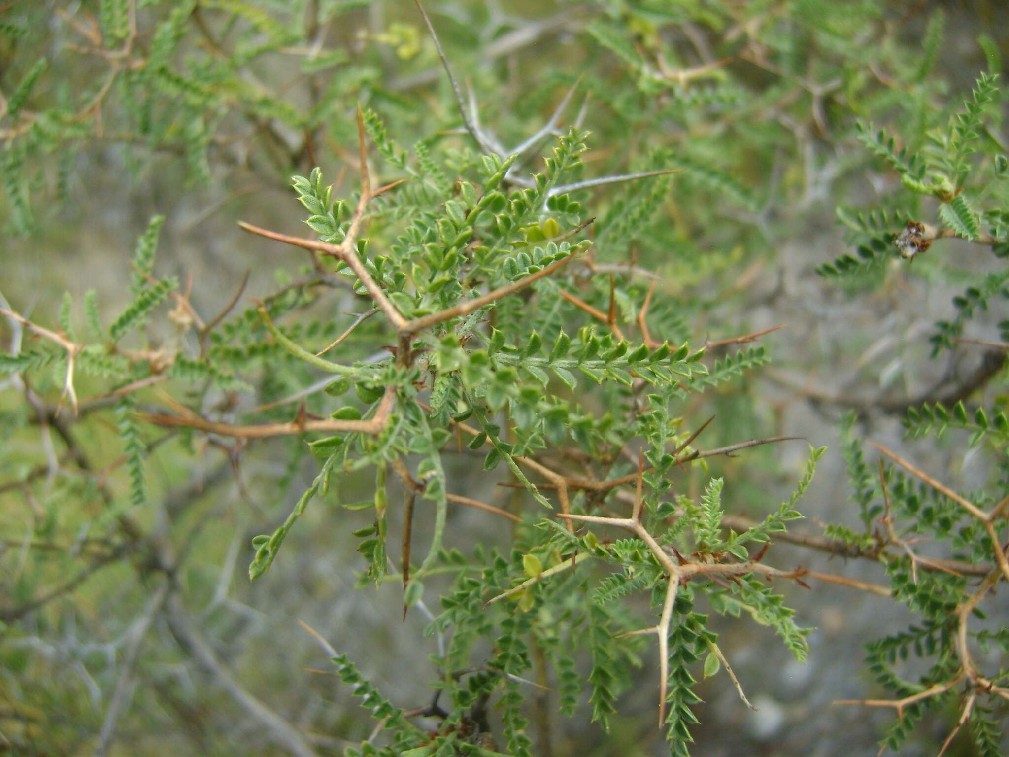 Image of Adesmia miraflorensis J. Remy