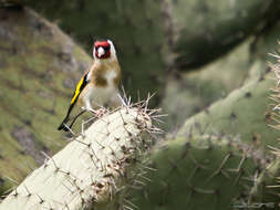 Image of European Goldfinch