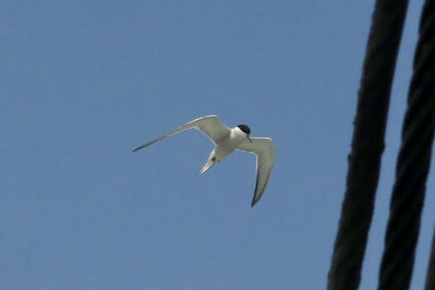 Sivun Sterna hirundo longipennis Nordmann 1835 kuva