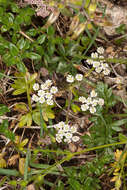 Image of Bunium alpinum subsp. corydalinum (DC.) Nyman