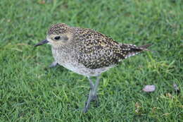 Image of Pacific Golden Plover