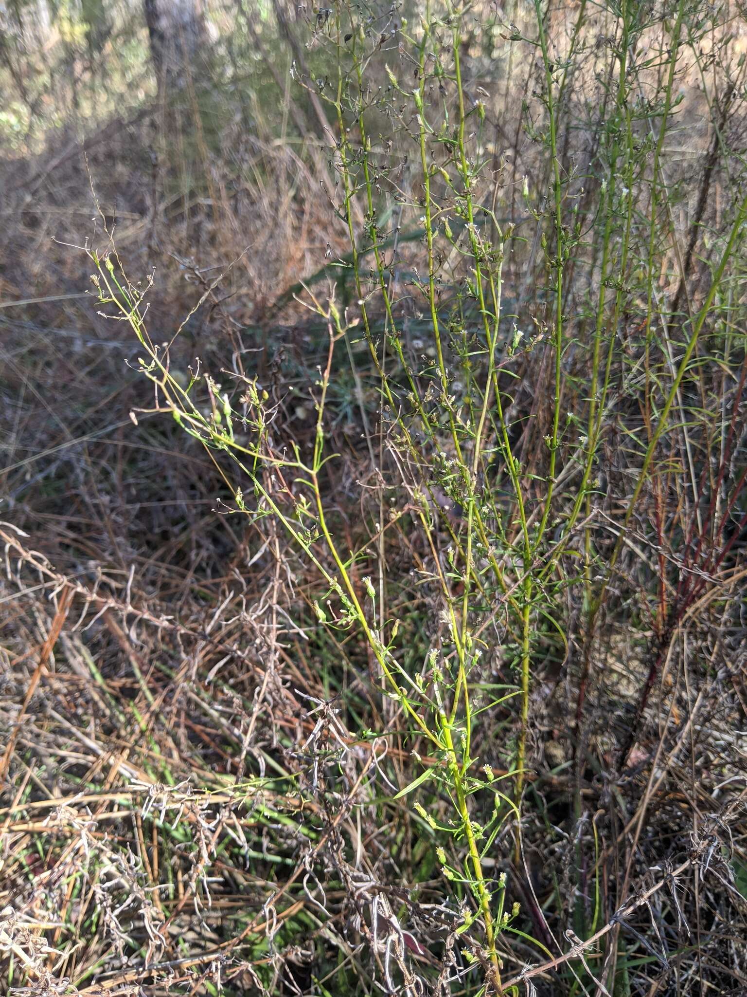 Image of Canadian Horseweed