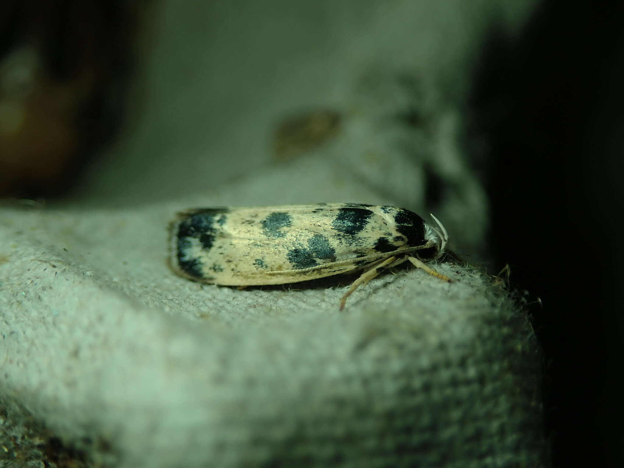 Image of Ethmia hammella Busck 1910