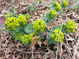 Image of myrtle spurge