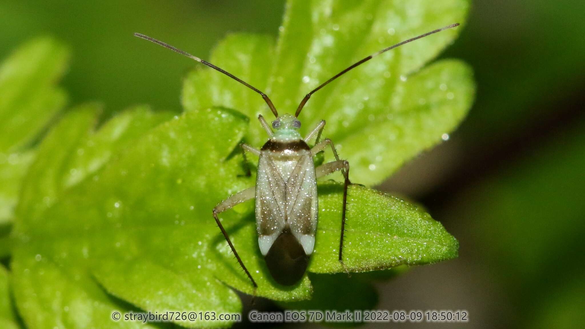 Sivun Adelphocoris fasciaticollis Reuter 1903 kuva