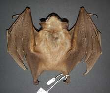 Image of Campo-Ma’an fruit bat