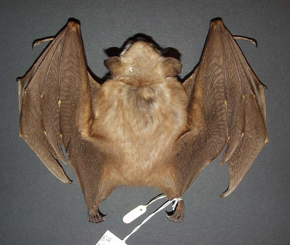 Image of Campo-Ma’an fruit bat