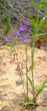 Image of Diascia veronicoides Schltr.