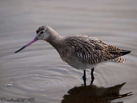 Image of Bar-tailed Godwit