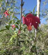 Image of Poeppig's rosemallow