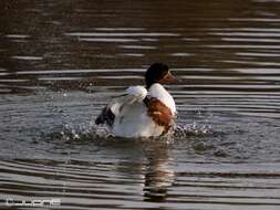 Image of shelduck, common shelduck