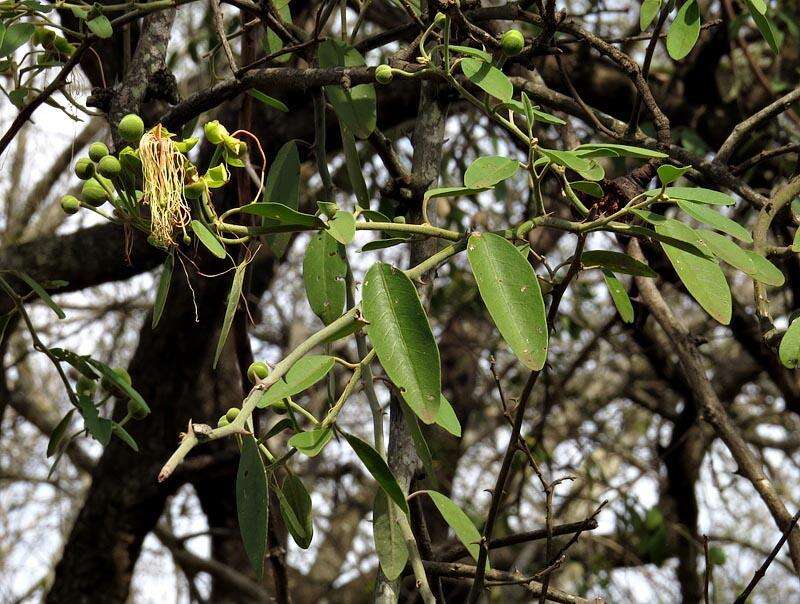 Image of African caper