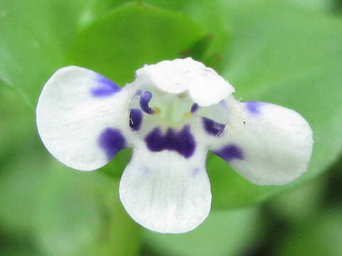 Image of Lindernia rotundifolia (L.) Alston