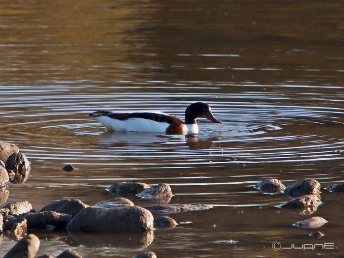 Image of shelduck, common shelduck