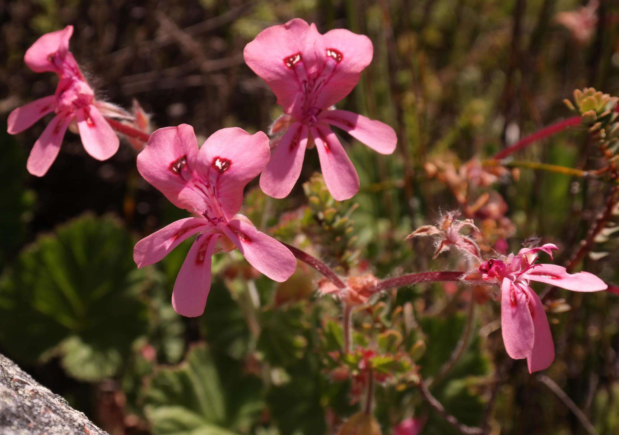 Image of Pelargonium alpinum Eckl. & Zeyh.