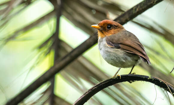 Image of Hooded Antpitta