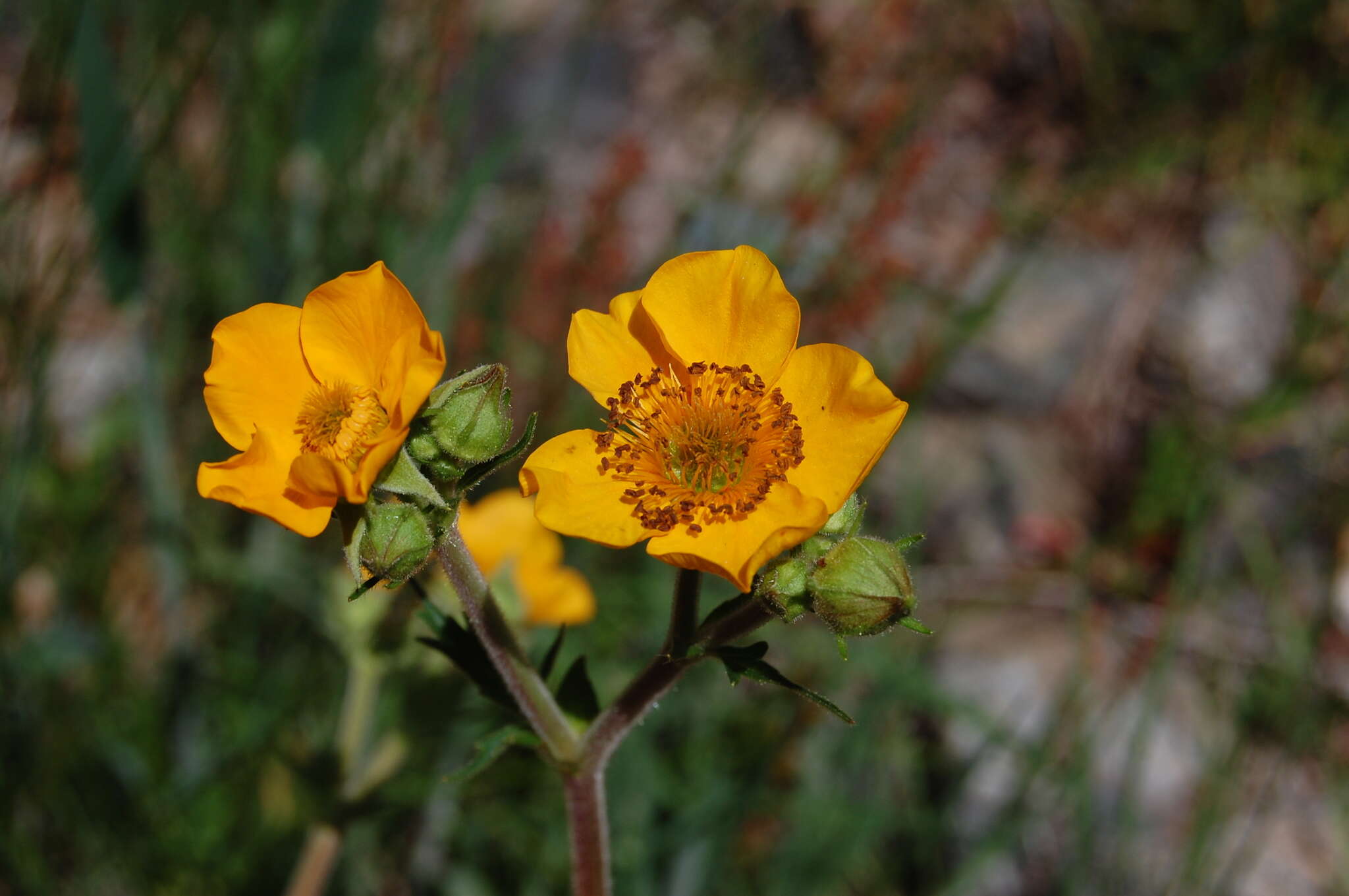 Image of Geum magellanicum Comm. ex Pers.