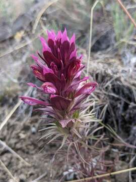 Imagem de Orthocarpus pachystachyus A. Gray