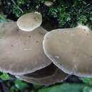 Pleurotus purpureo-olivaceus (G. Stev.) Segedin, P. K. Buchanan & J. P. Wilkie 1995 resmi